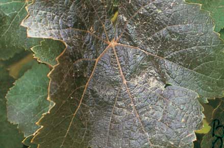 Potassium deficiency in summer blackens upper leaf surfaces