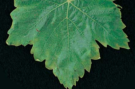 Potassium deficiency in spring causes pale-green areas between the veins