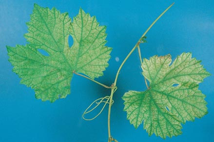 Typical iron deficient leaves have a thin ribbon of green along main veins
