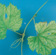 Typical iron deficient leaves have a thin ribbon of green along main veins