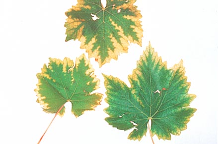 Magnesium deficiency showing broad areas of green along the veins on white varieties