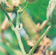 A flag shoot. Note the upward curled leaves amongst the foliage