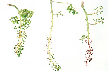 Poor fruit set from boron deficiency