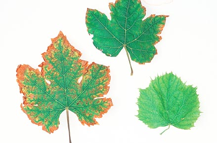 Boron toxicity causes brown speckles on leaf margins (left), rounded lobes (top), toothless margins and open sinus (right)