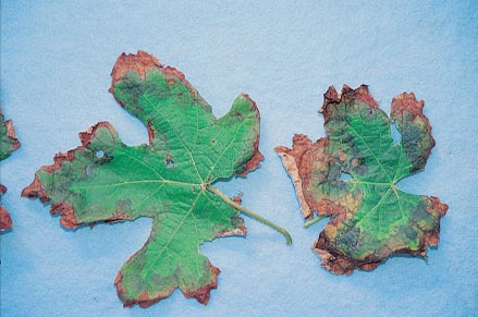 Salt (sodium) toxicity blackens and scorches leaf margins
