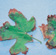 Salt (sodium) toxicity blackens and scorches leaf margins