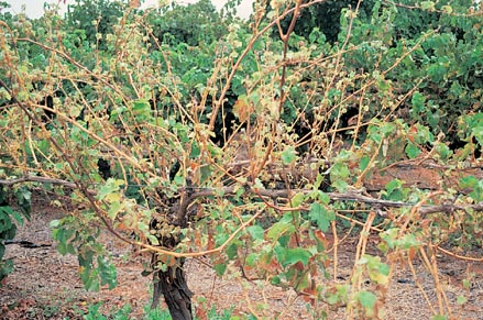 Excess salt (chloride) can defoliate vines