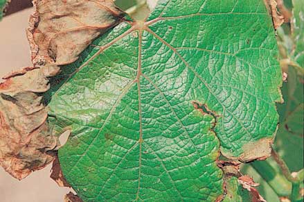 Salt (chloride) damaged leaf