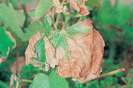 Severe salt (chloride) damage kills leaves