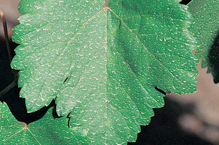 Visible spray deposits on leaves don't affect growth. They help indicate spray efficiency