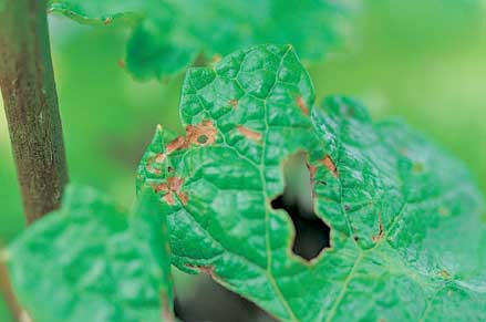 Some fungicides burn soft young foliage leaving small brown or black spots