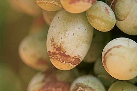 Ring marks on berries where a fungicide emulsion mixture (EC) was sprayed to run-off