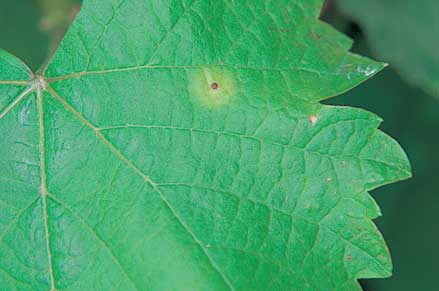 Some spots have a small brown (dead) centre. Use this to distinguish paraquat spots from downy mildew