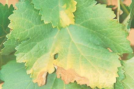 Yellow and brown areas damaged by paraquat drift onto leaves
