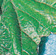 Leaves damaged by pendemethalin are rough, curled downward and wide-angled where the leaf joins the petiole