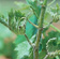 A severely diseased and stunted flag shoot with curled leaves and grey stems