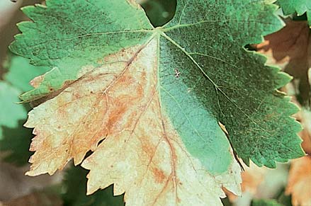 Amitrole damage, showing dead sectors of affected leaves