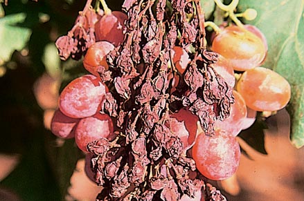 Extreme heat when berries are pea-sized can cause severe shrivelling on the exposed side of bunches