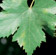 Look for early signs of powdery mildew: irregular yellow-green blotches on the upper surface of leaves