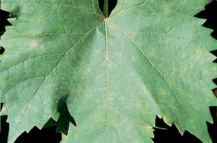 Later, powdery grey-white spores form on the blotches and cover nearly all the leaf