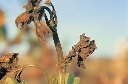 Frost damage to young spring growth