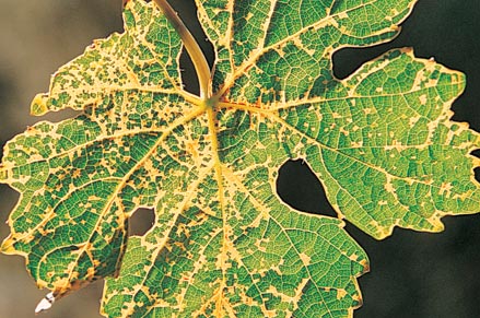 A leaf with a mosaic pattern of frost damage either in the bud or later