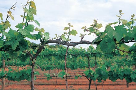 An example of restricted growth of shoots caused by freeze damage to lower trunks during dormancy