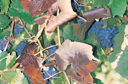 A shoot bent over a wire by wing has restricted sap flow. Leaves (red varieties) have reddened and, being late season, have rolled downward