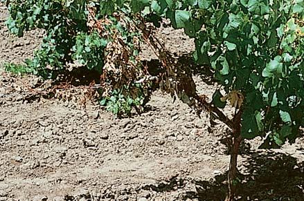Trunk damage from a plough has disrupted sap flow to one side of the vine