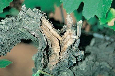 Machinery damage to the spur will disrupt the supply of nutrients above the break