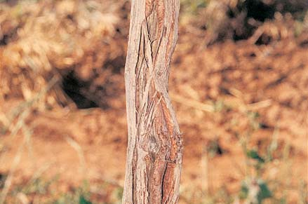 Poorly adjusted machine harvesting equipment can damage bark and inner wood on vine trunks .this disrupts sap flow and restricts growth in spring