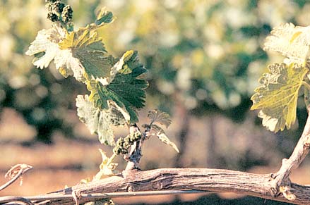 Restricted growth in spring can be caused when sap flow is disrupted by bark damage from poorly adjusted machine harvesters