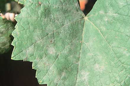 Powdery mildew is often found too late for effective control, as in this photo