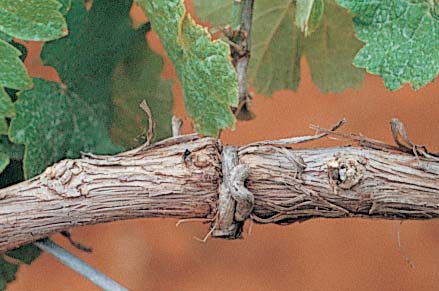 Tendrils sometimes girdle arms or shoots and block sap flow