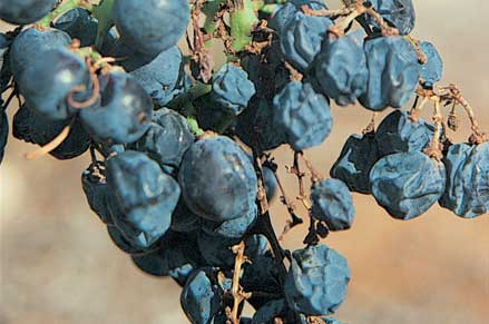 Bunchstem necrosis (BSN) causes small brown spots on bunch stalks