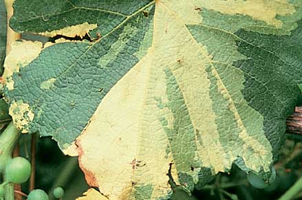 Variegation, showing leaves with yellow and white sectors