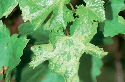 Fasciation, showing distorted leaves on single shoots