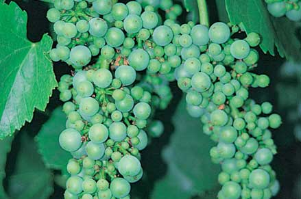 'Hen and chicken' grape bunch from a mutation in the bud