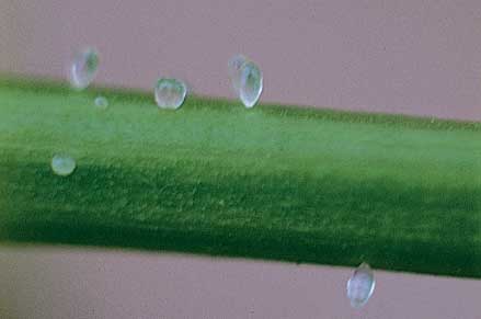 Pearl glands can be confused with guttation or mite eggs