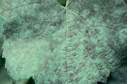 Late in the season, leaf tissue turns black beneath the powdery growth