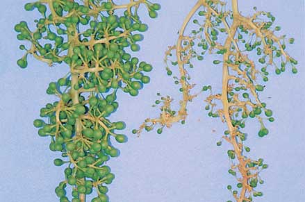 Poor fruit set (right) compared to normal (left) can be caused by wet weather at flowering, poor vine nutrition or by other factors