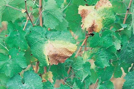 Rotbrenner is a fungal disease with distinctive leaf symptoms