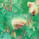Rotbrenner is a fungal disease with distinctive leaf symptoms
