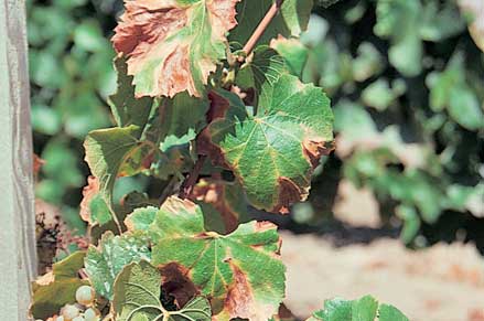 Pierce's disease scorching leaves