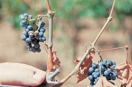 Pierce's disease shows green patches on hardened shoots