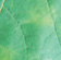 Leaf with blotches