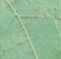 Brown veinlets on the underside of a leaf blotch (Note for varieties like Chardonnay and Sultana, these veinlets turn brown