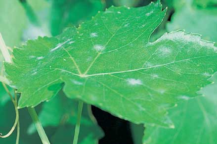When looking for mildew on leaves, angle the leaf toward the sun to see young white mildew colonies