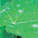 When looking for mildew on leaves, angle the leaf toward the sun to see young white mildew colonies