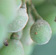 Look inside bunches for young berries with grey-white mildew